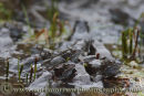 Frogs at Spawning time